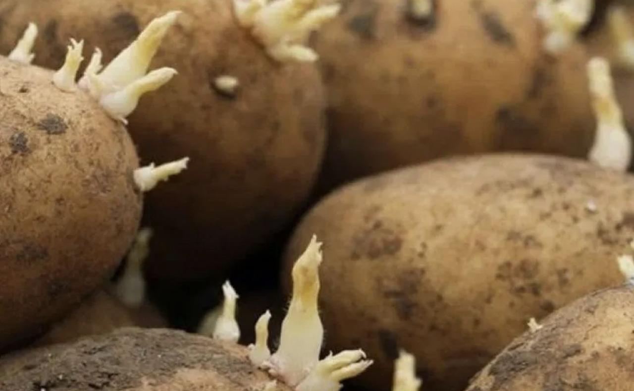 Tubérculo de patata